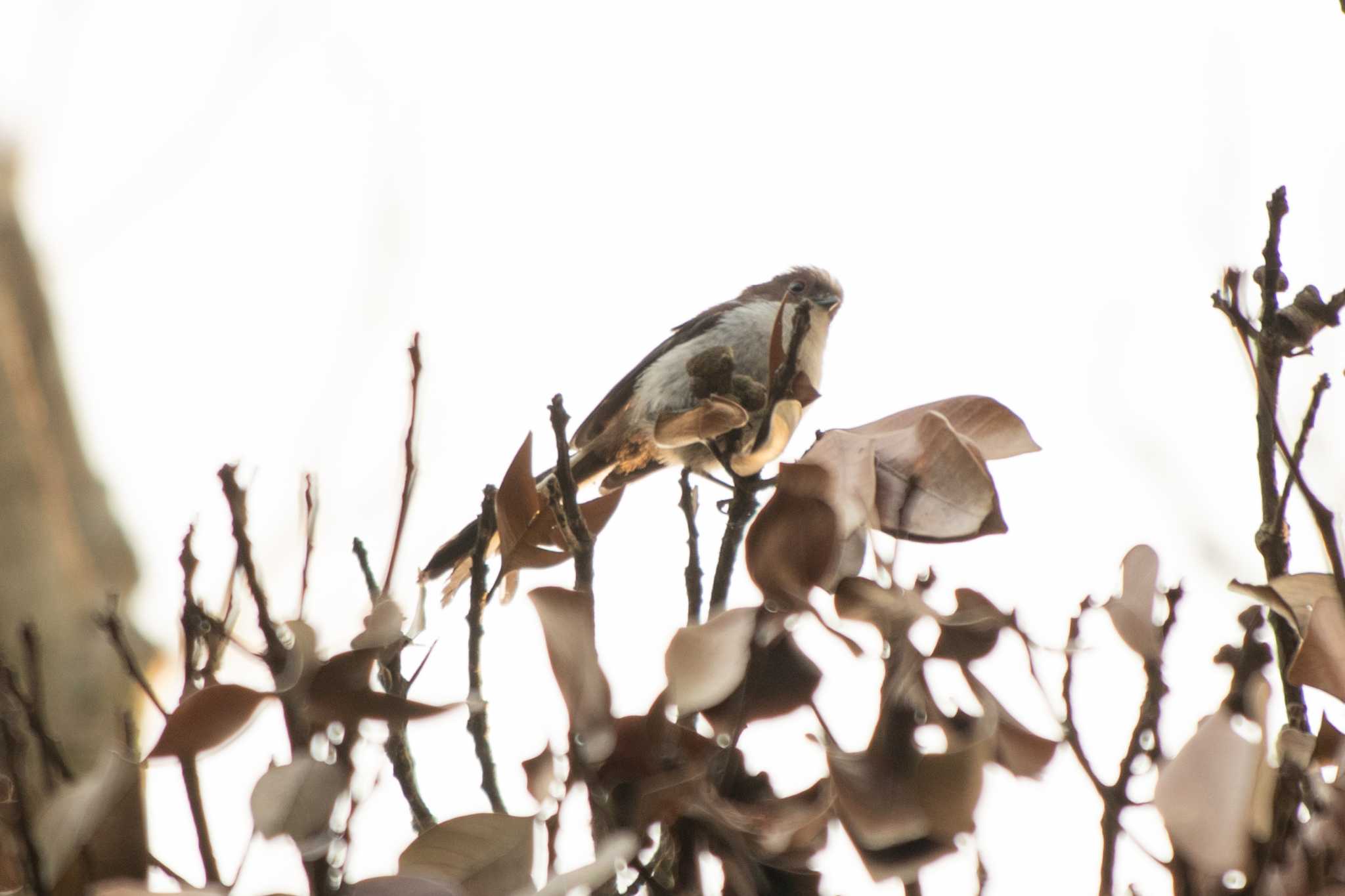 Long-tailed Tit