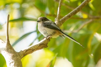 Long-tailed Tit 館山野鳥の森 Sat, 5/15/2021