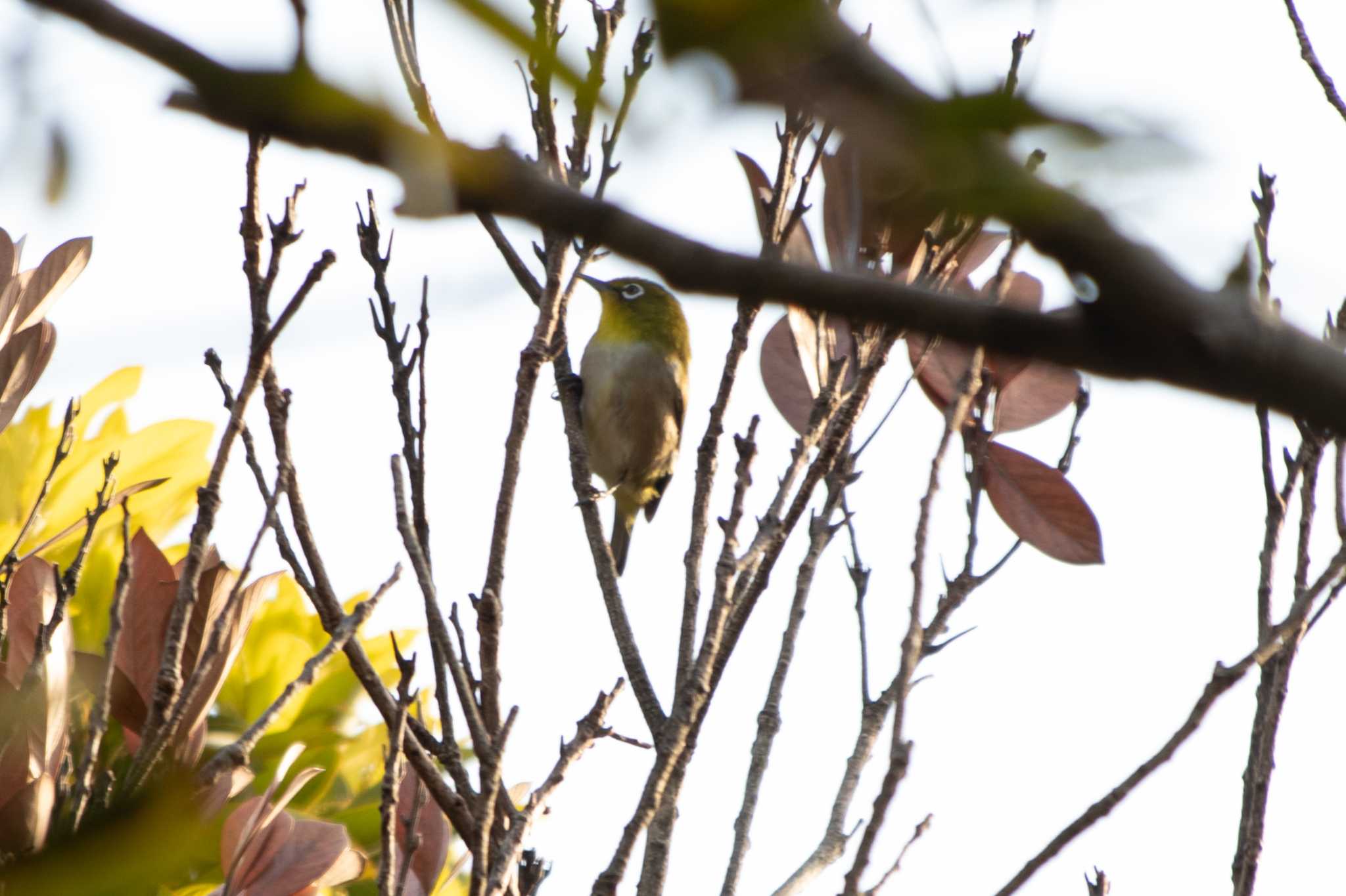 Warbling White-eye