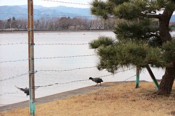 Eurasian Coot 相模原沈殿池 Fri, 3/10/2017