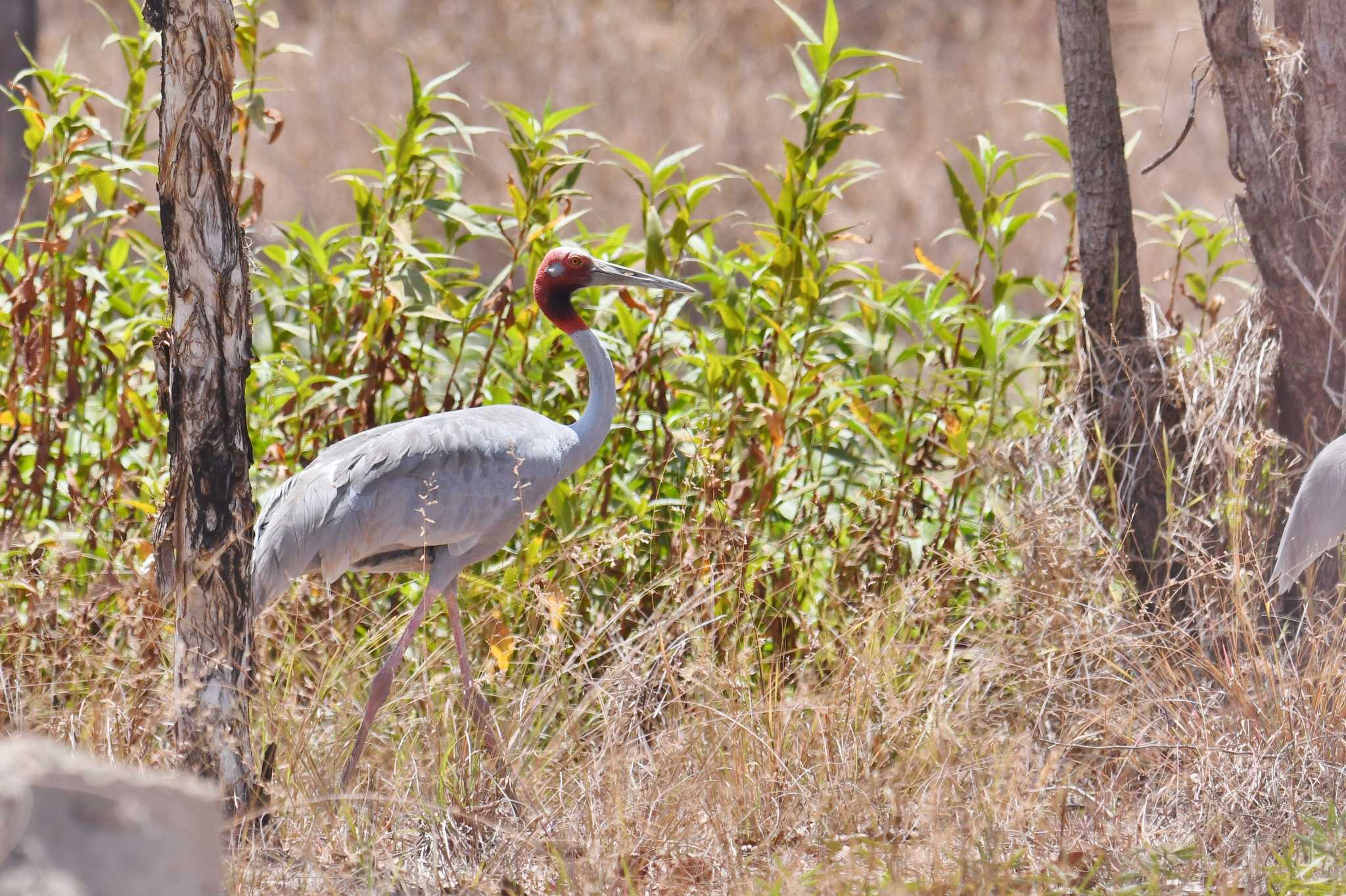 Photo of Sarus Crane at Lake Field National Park by あひる