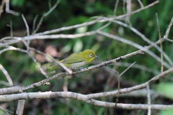 Warbling White-eye 平谷川 Sun, 5/23/2021