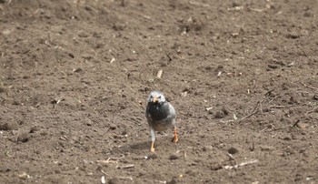 White-cheeked Starling 相模原 Fri, 3/10/2017