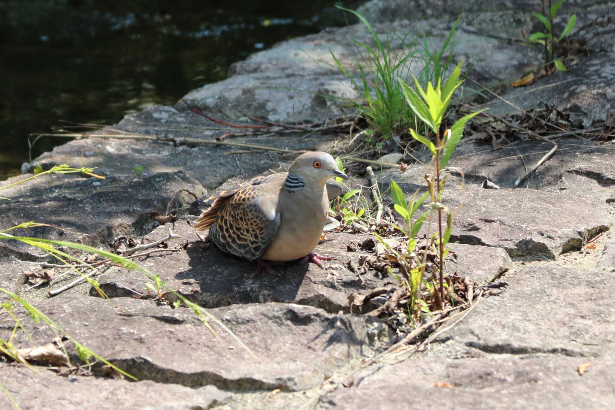 Photo of ヤマバト at 平谷川 by いわな