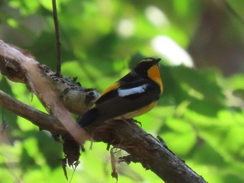 2021年5月23日(日) 海上の森の野鳥観察記録