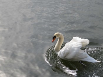 Mute Swan Imperial Palace Fri, 3/10/2017