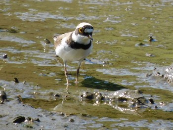 Sun, 5/23/2021 Birding report at Kasai Rinkai Park