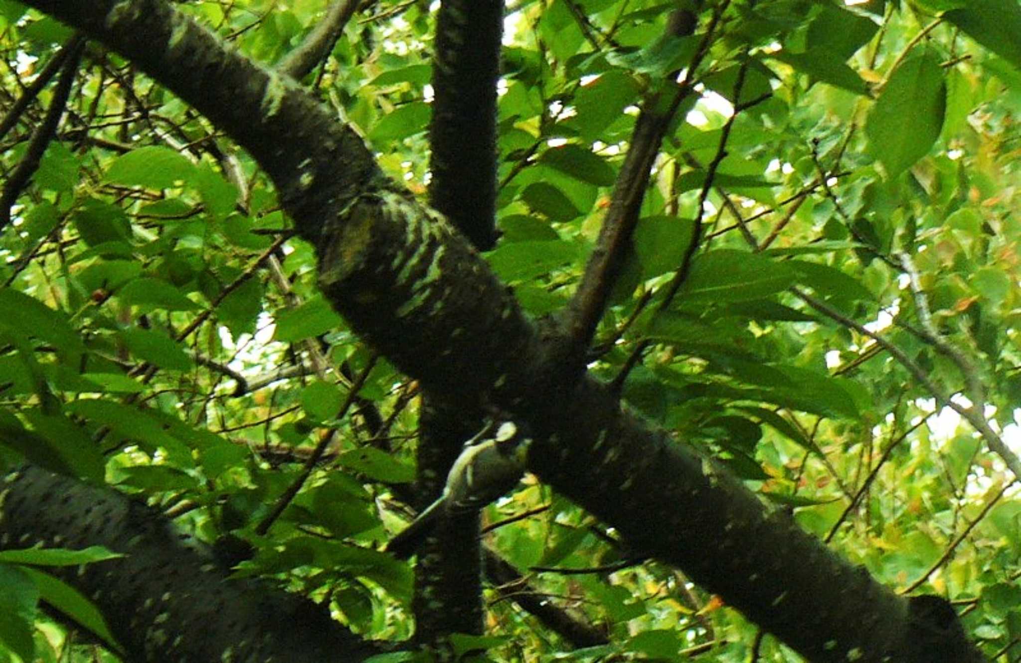 Photo of Japanese Tit at 愛鷹広域公園 by koshi