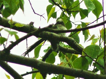 2021年5月18日(火) 愛鷹広域公園の野鳥観察記録