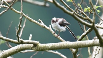 Long-tailed Tit 丹沢 Sun, 5/23/2021