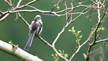 Long-tailed Tit 丹沢 Sun, 5/23/2021