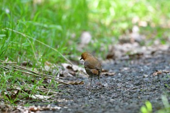 Japanese Robin 水ヶ塚公園 Sat, 5/21/2016