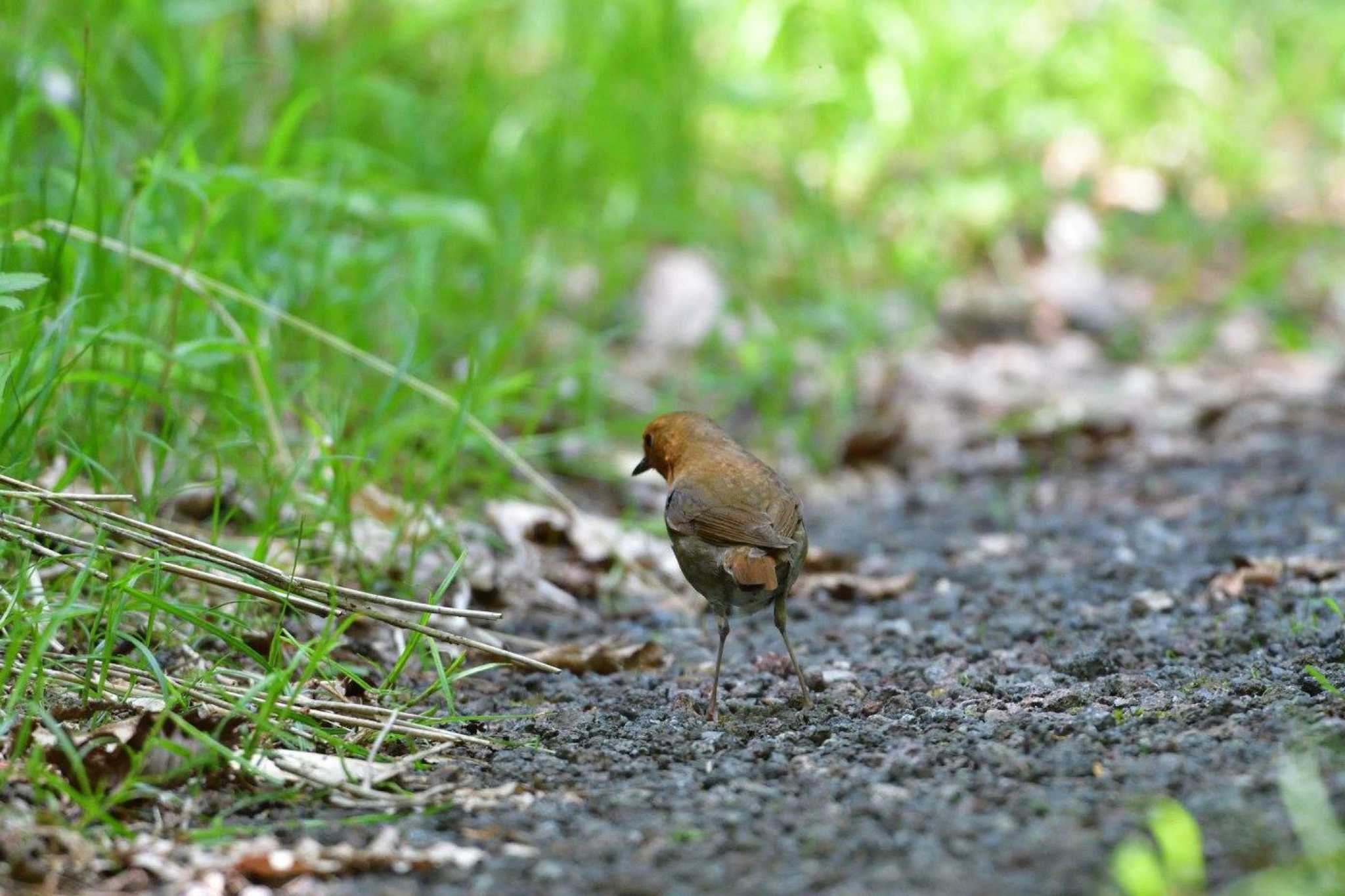 Photo of Japanese Robin at 水ヶ塚公園 by やなさん