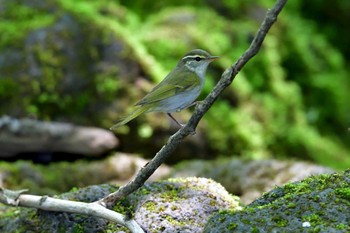 Eastern Crowned Warbler 水ヶ塚公園 Sat, 5/21/2016