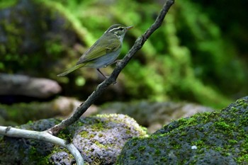 Eastern Crowned Warbler 水ヶ塚公園 Sat, 5/21/2016