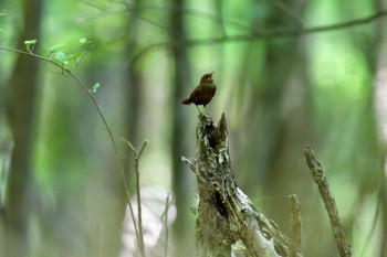 Eurasian Wren 水ヶ塚公園 Sat, 5/21/2016