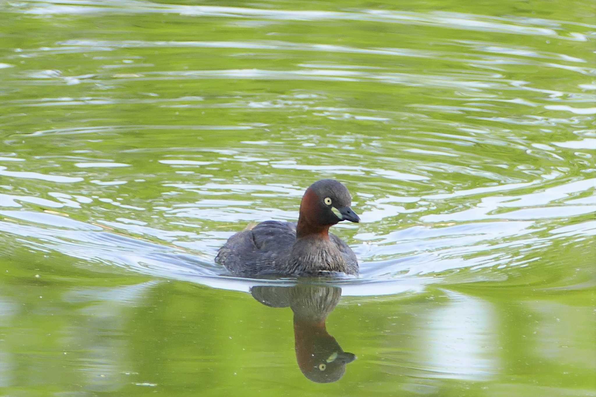 Photo of Little Grebe at Ukima Park by アカウント5509