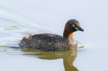 カイツブリ 都立浮間公園 2021年5月4日(火)