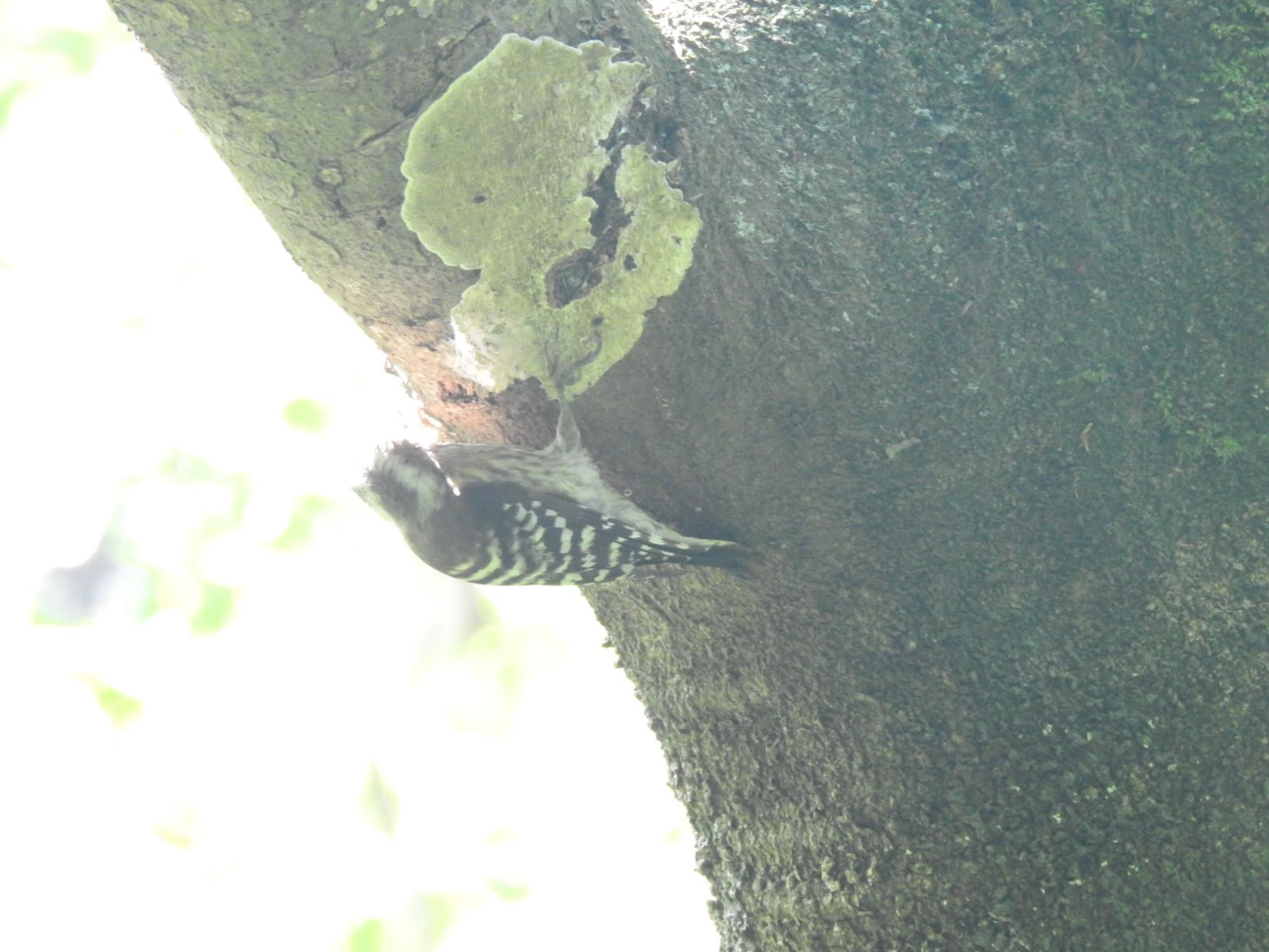 Photo of Japanese Pygmy Woodpecker at 花見川 by Sota Kurashige