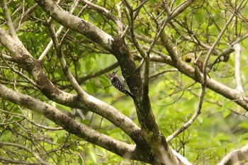 Japanese Pygmy Woodpecker 石清水八幡宮 Sat, 5/15/2021