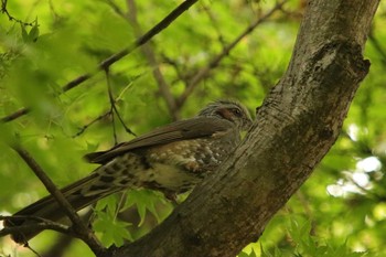 Brown-eared Bulbul 石清水八幡宮 Sat, 5/15/2021