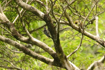 Japanese Pygmy Woodpecker 石清水八幡宮 Sat, 5/15/2021