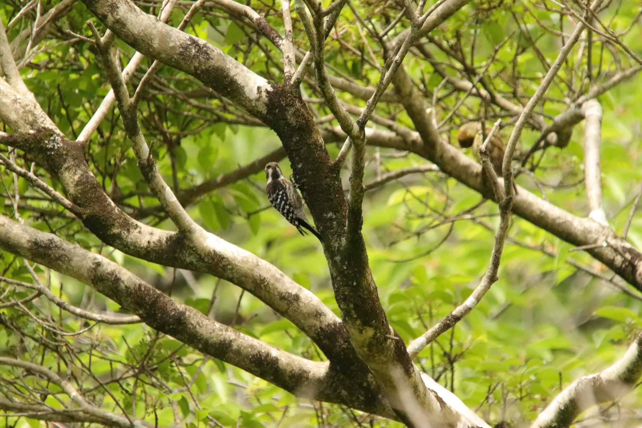 Photo of Japanese Pygmy Woodpecker at 石清水八幡宮 by 蕾@sourai0443