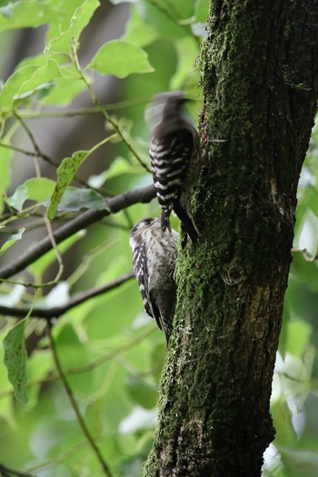 Japanese Pygmy Woodpecker Osaka castle park Sat, 5/22/2021