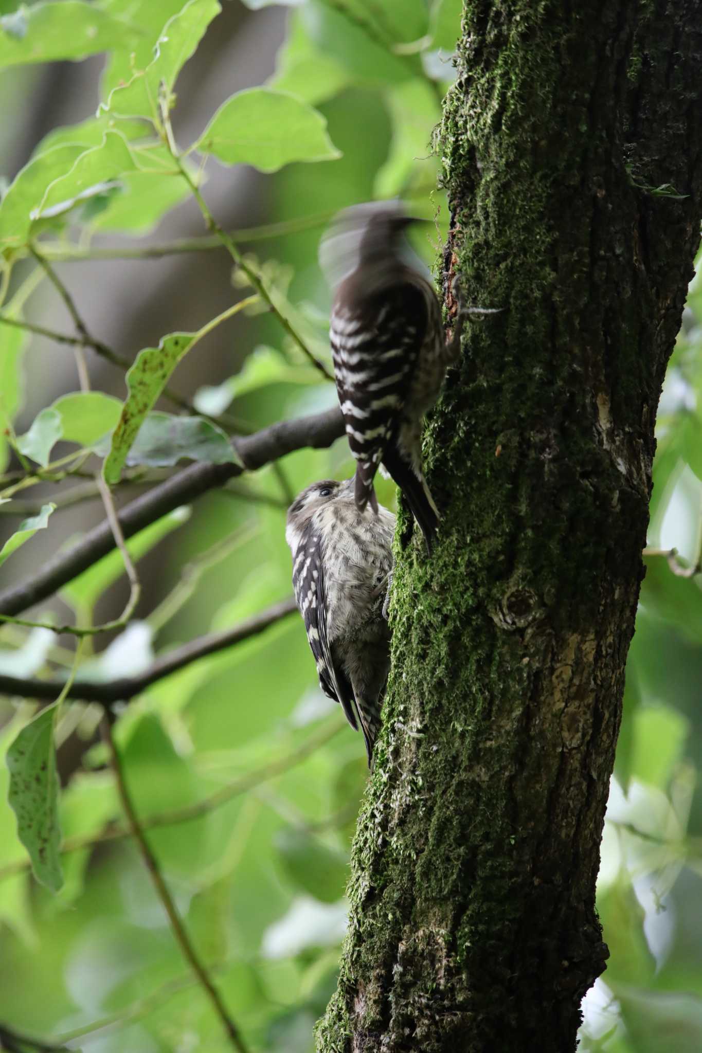 Photo of Japanese Pygmy Woodpecker at Osaka castle park by 蕾@sourai0443