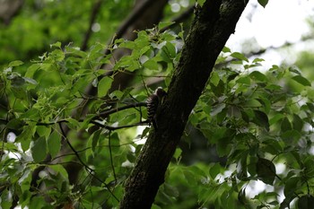 Japanese Pygmy Woodpecker Osaka castle park Sat, 5/22/2021