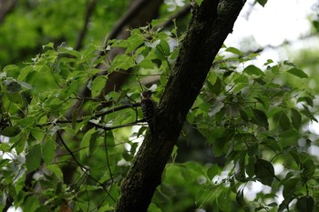 Japanese Pygmy Woodpecker Osaka castle park Sat, 5/22/2021