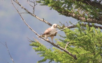 ノスリ 山梨県 2021年5月23日(日)