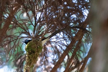 Black Paradise Flycatcher ささやまの森公園(篠山の森公園) Sun, 5/23/2021