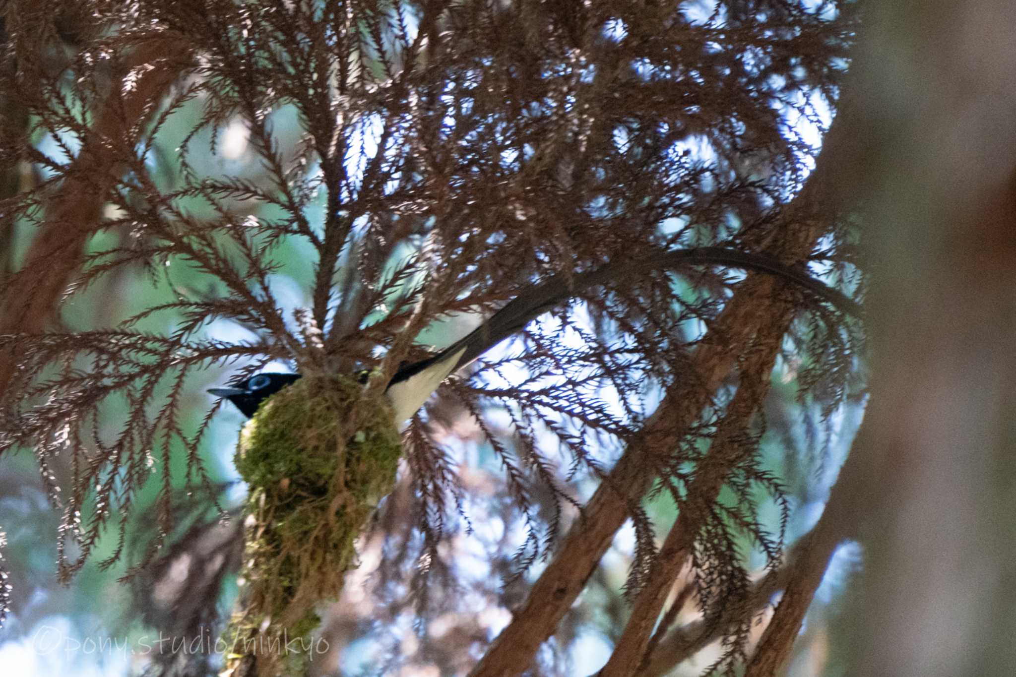 ささやまの森公園(篠山の森公園) サンコウチョウの写真 by PONY