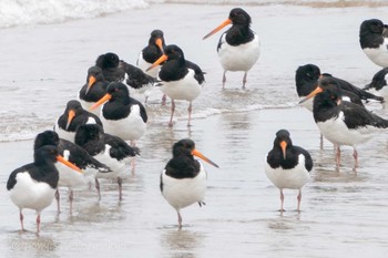 Eurasian Oystercatcher Gonushi Coast Sat, 5/22/2021