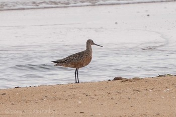 Bar-tailed Godwit 安濃川河口 Sat, 5/22/2021