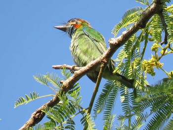 Yellow-eared Barbet Cat Tien National Park Unknown Date