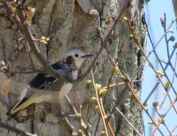 2021年5月6日(木) 北海道森町の野鳥観察記録