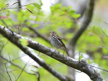 2021年5月15日(土) 西臼塚の野鳥観察記録