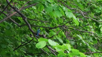 2021年5月25日(火) 福井緑地(札幌市西区)の野鳥観察記録