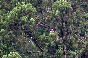 Mountain Hawk-Eagle Unknown Spots Mon, 5/24/2021