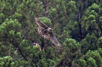 Mountain Hawk-Eagle Unknown Spots Mon, 5/24/2021