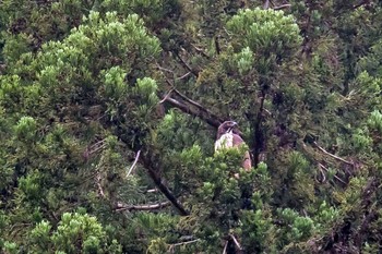 クマタカ 場所が不明 2021年5月24日(月)