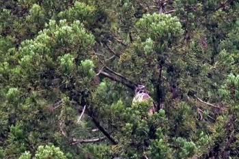 クマタカ 場所が不明 2021年5月24日(月)