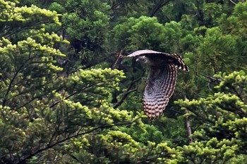 クマタカ 場所が不明 2021年5月24日(月)