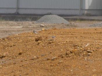 2021年5月25日(火) 松江市の野鳥観察記録