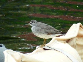 Grey-tailed Tattler 富岡並木ふなだまり公園 Mon, 5/24/2021