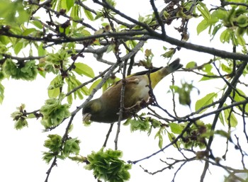 カワラヒワ 芸術の森 2021年5月25日(火)