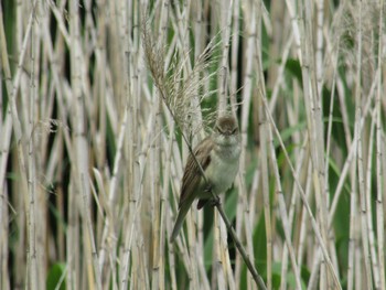 Oriental Reed Warbler 馬見丘陵公園 Tue, 5/25/2021