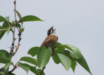 Meadow Bunting 馬見丘陵公園 Tue, 5/25/2021